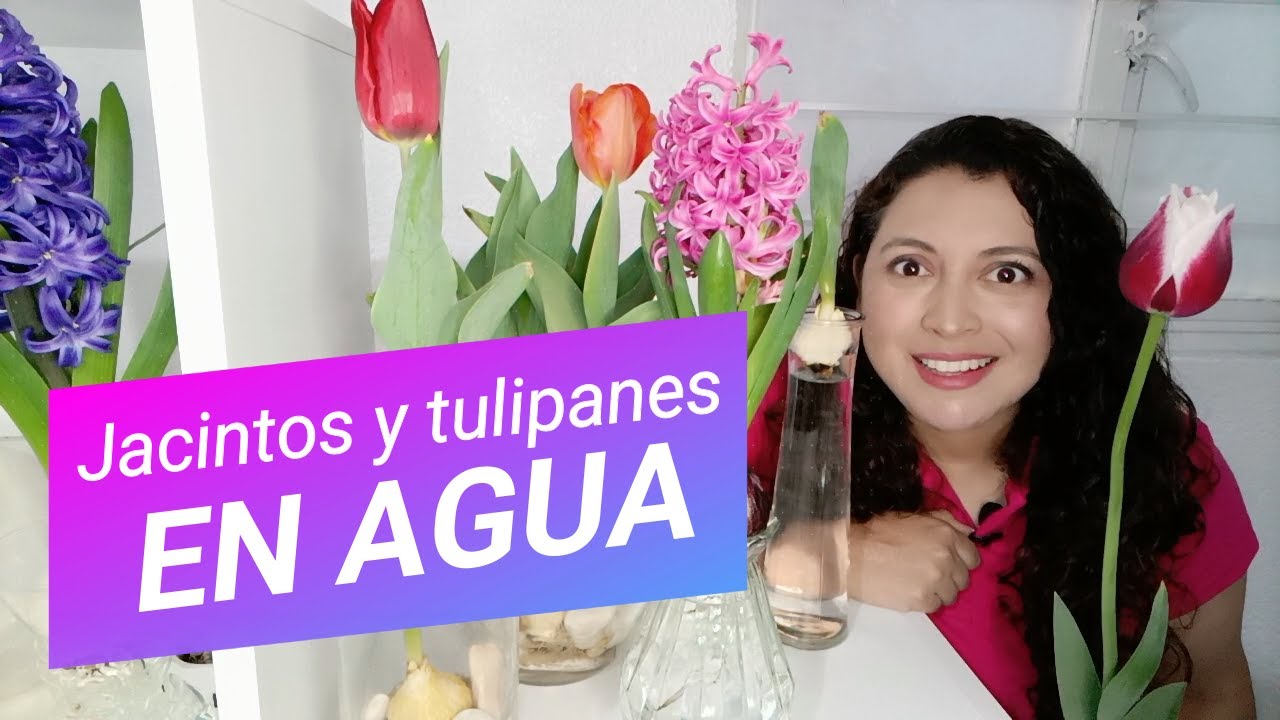 Guía completa: Cómo cultivar jacintos de agua paso a paso