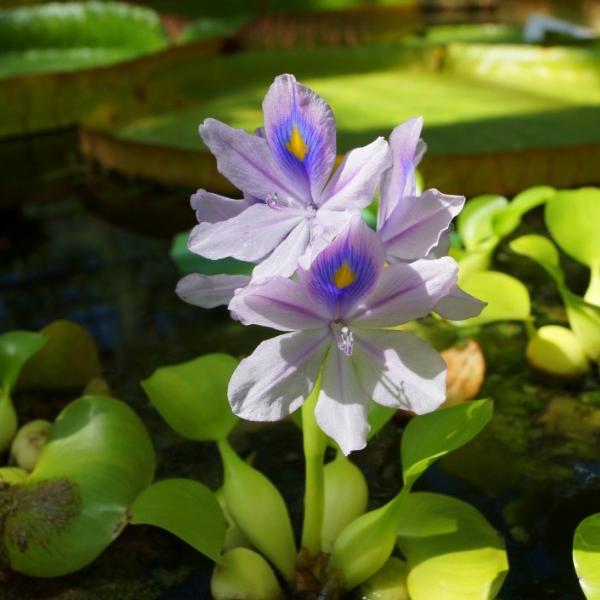 Jacintos de agua: descubre los beneficios y usos de estas plantas acuáticas