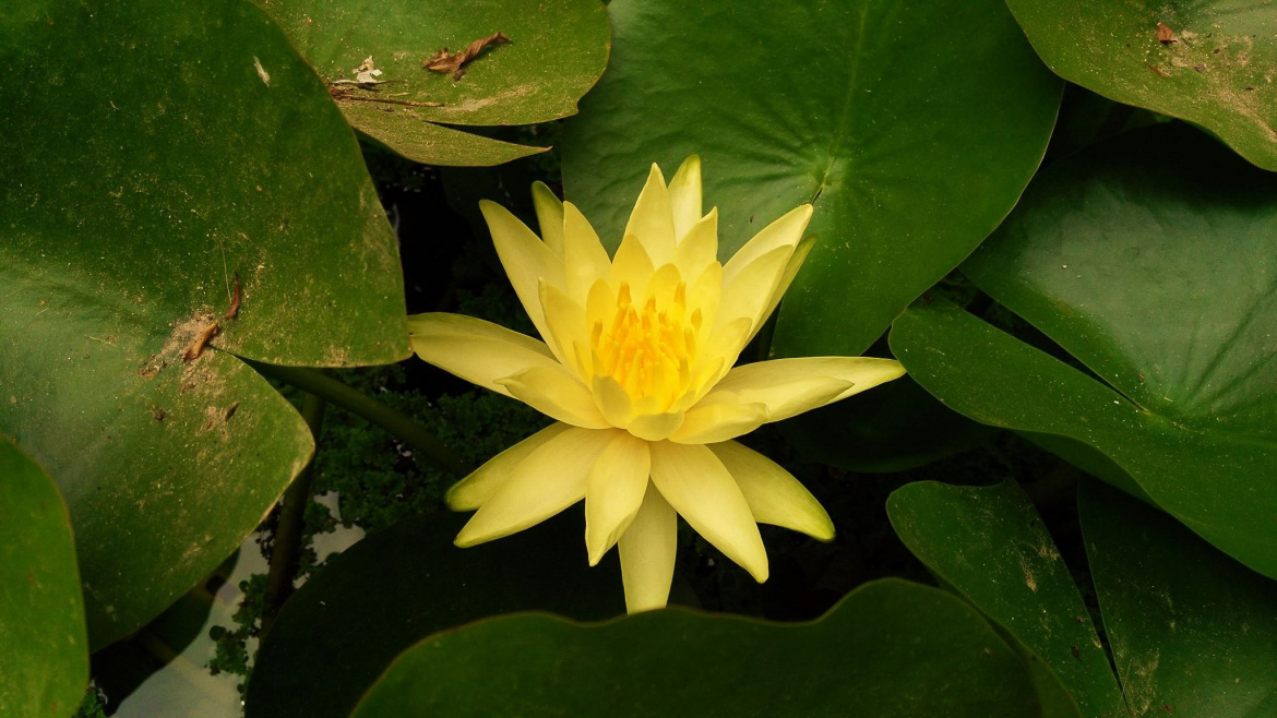 Nenúfares amarillos: belleza y significado de las flores acuáticas doradas