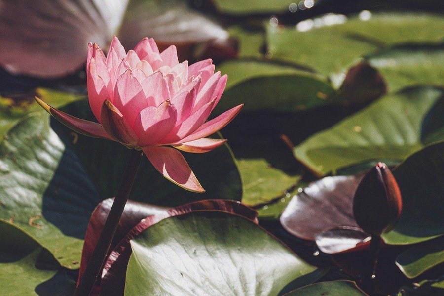 Nenúfares rosados: la belleza de las flores acuáticas en tonos suaves