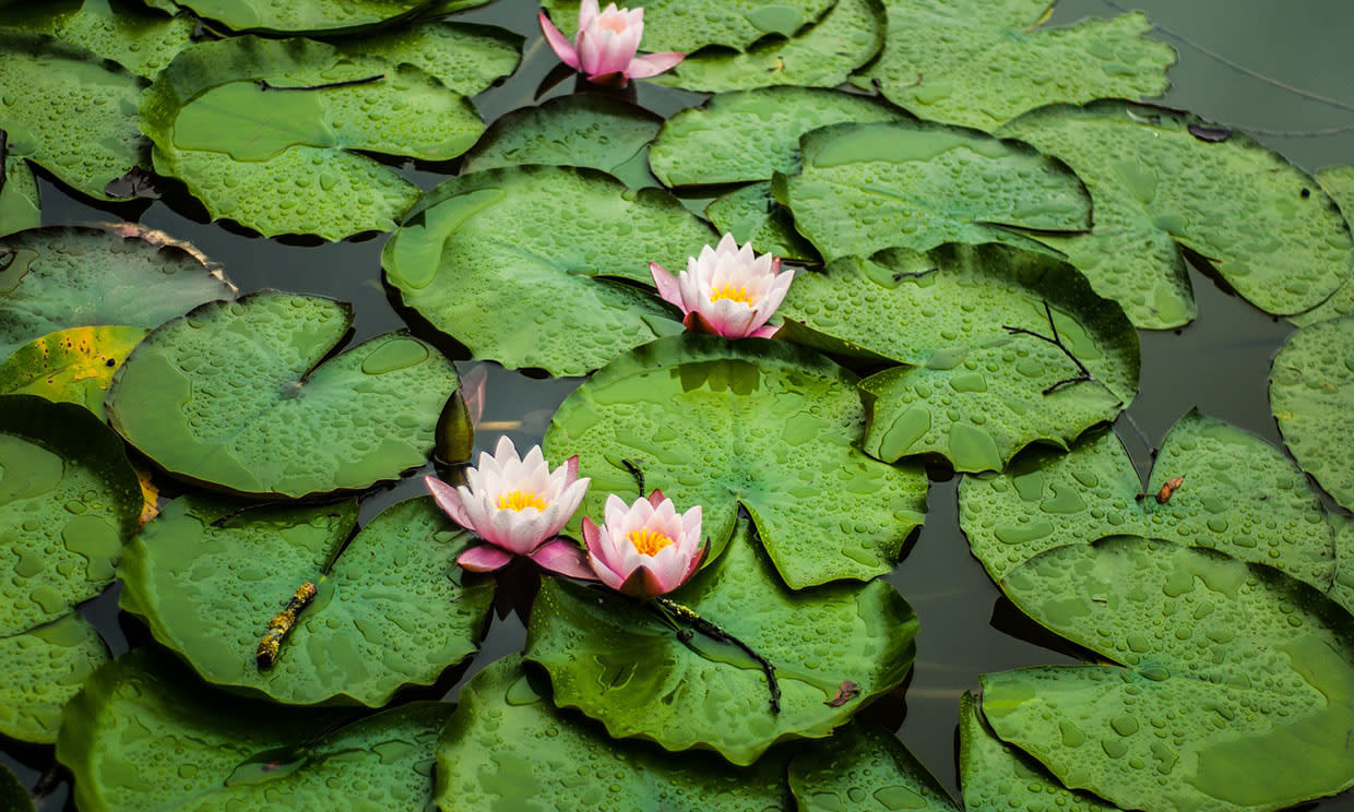 Nenúfares tropicales: belleza exótica en tu jardín acuático