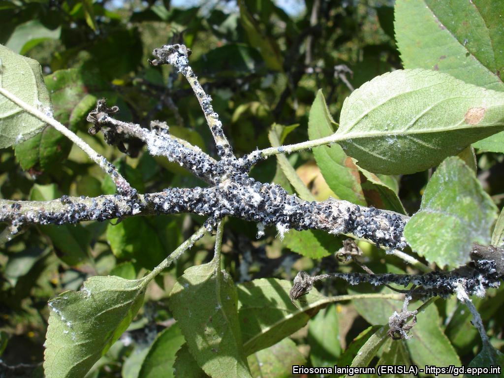 Plagas y enfermedades que afectan a los manzanos: Cómo identificarlas y combatirlas