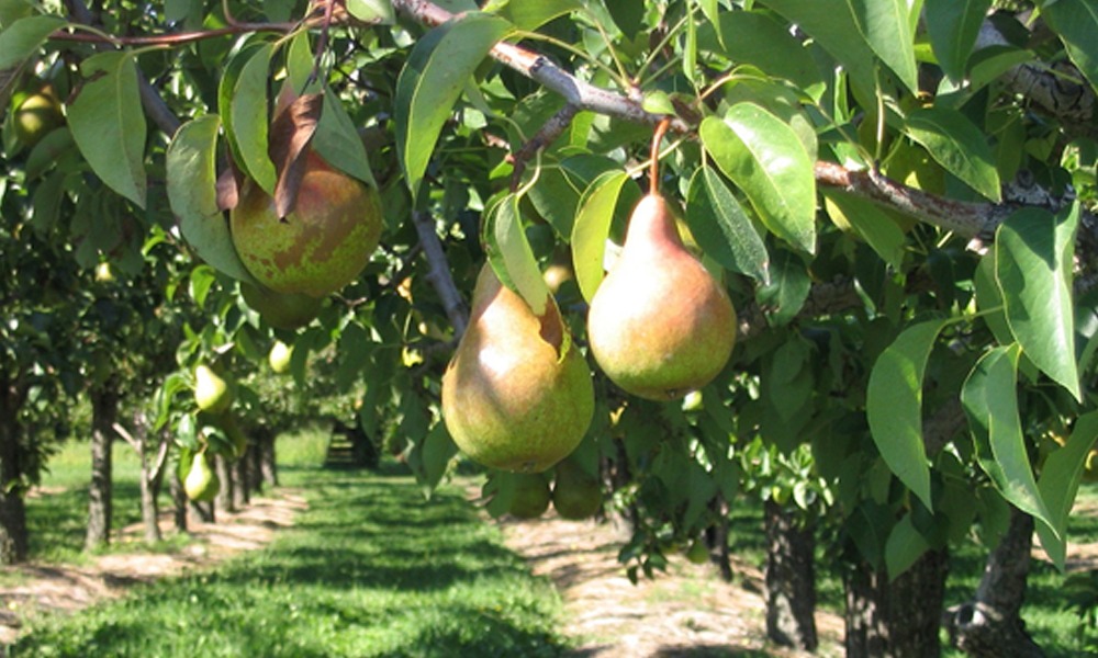 Todo lo que necesitas saber sobre la plantación de perales: tips, cuidados y recomendaciones