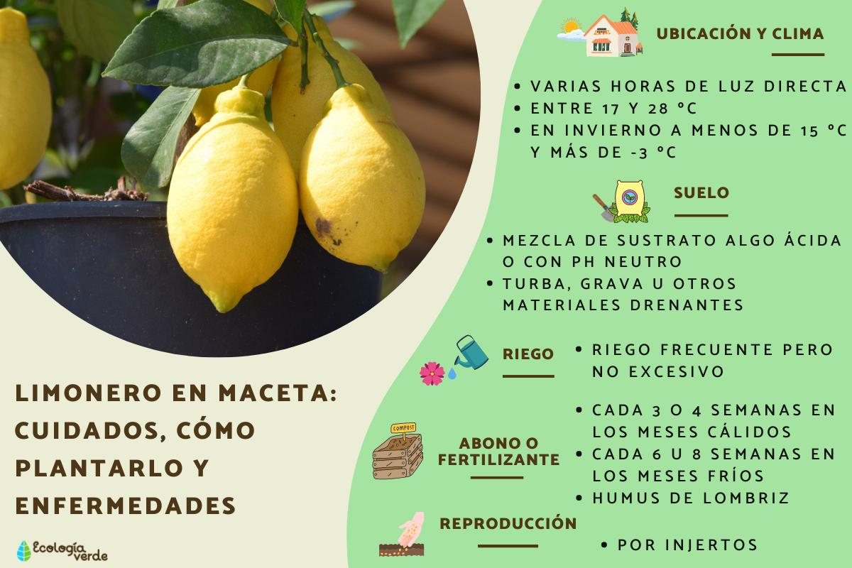 Todo lo que necesitas saber sobre los limoneros limón común: consejos de cultivo y cuidado